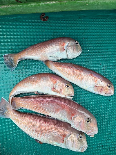 白甘鯛