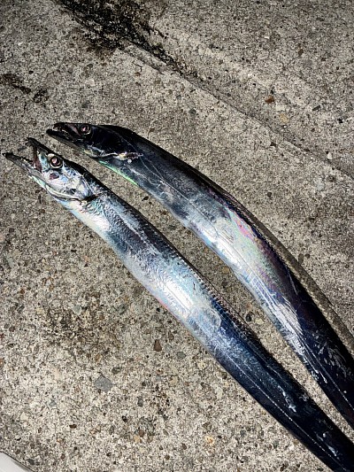 太刀魚２００匹チャレンジ
